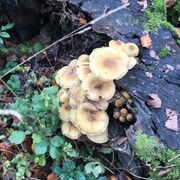 G6 Herbstferienaktion
